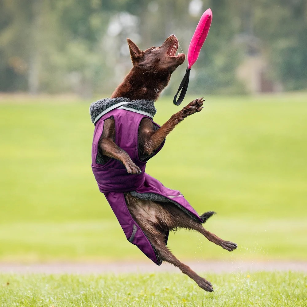 dog-winter-coat-purple-peruspomppa_1