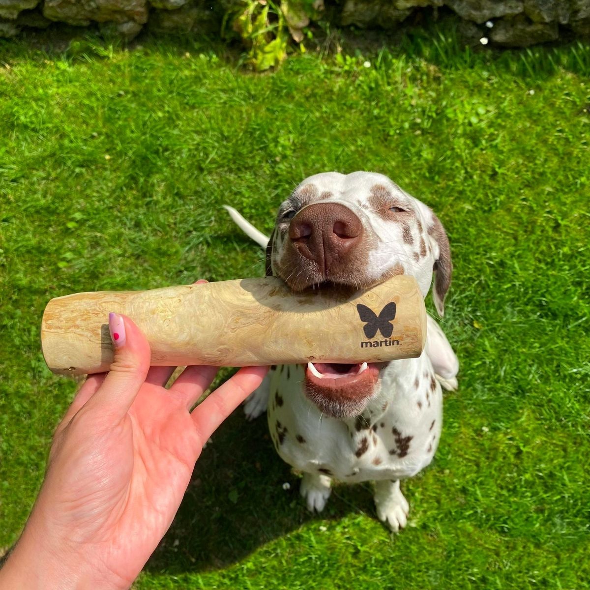 jouet-mcher-baton-en-bois-de-cafier-pour-chien-3