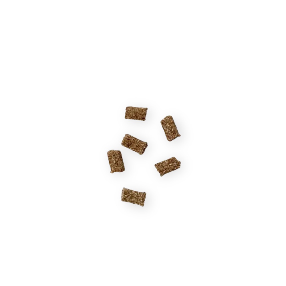 Mini_chien_1