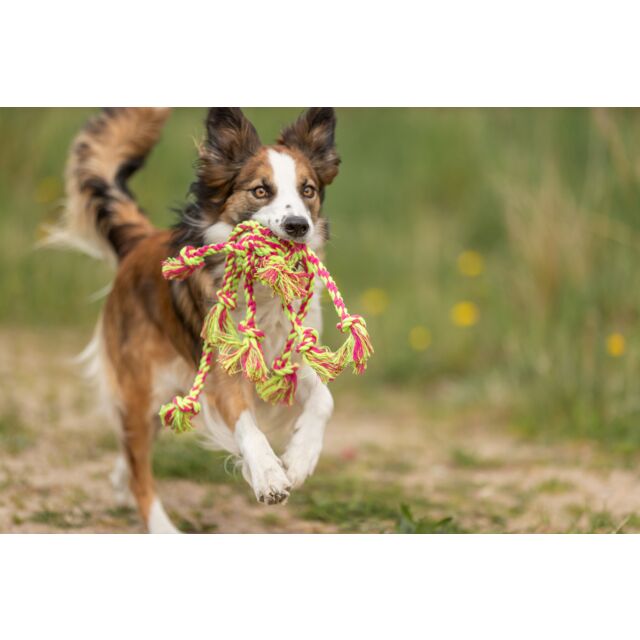 PHO_PRO_DOG_32650-5_#SALL_#AWK_#V1