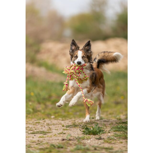 PHO_PRO_DOG_32650-7_#SALL_#AWK_#V1