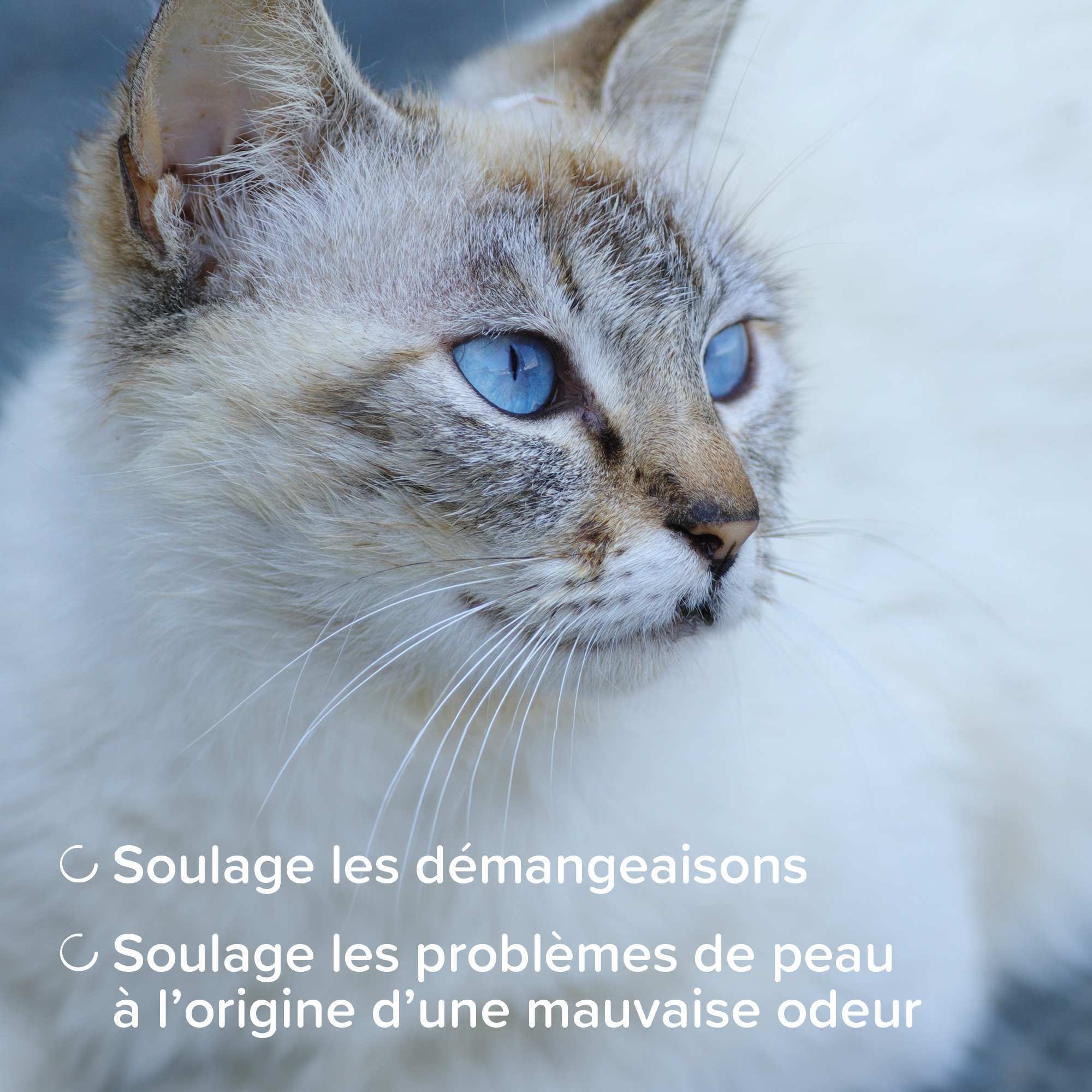 11625_ecommerce_DERMA_shampoo_FR_2025_3