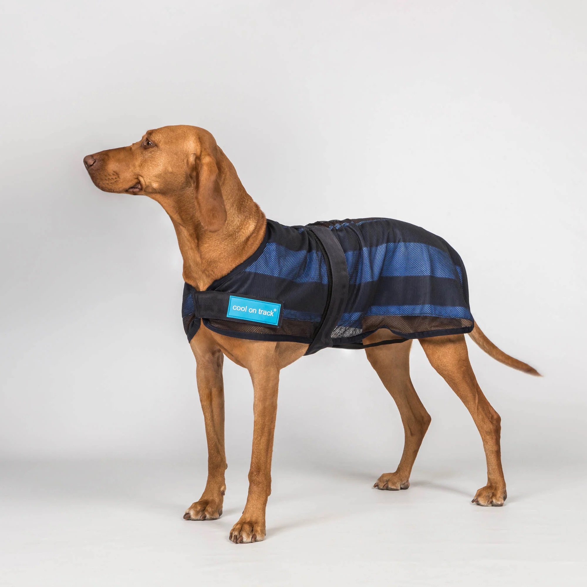 4327CoolonTrackCoolingDogCoat2.0Detail01Web_2000x