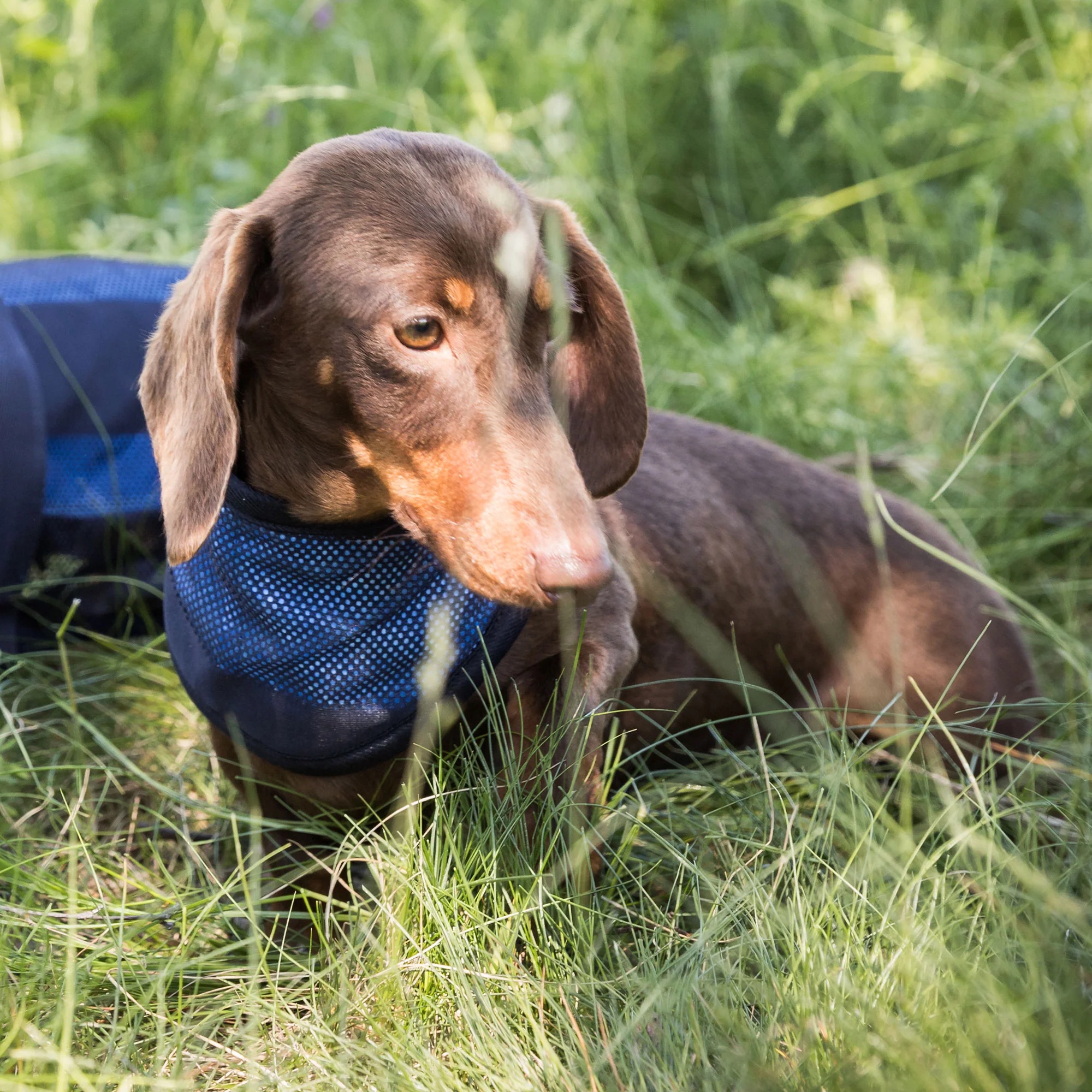 4322-Cooling-Bandana-WEB_LIFESTYLE_03_2000x