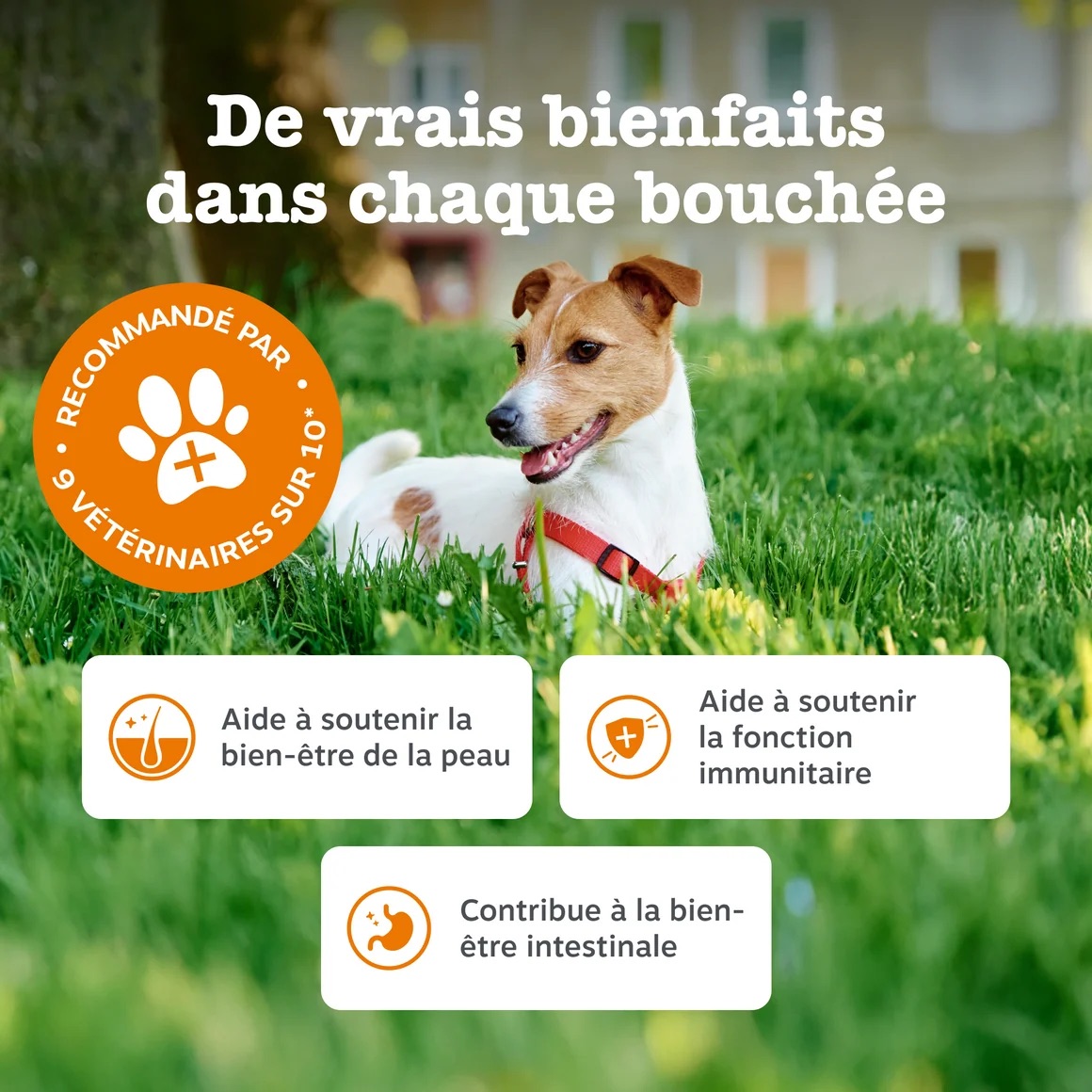 FR_90ct_AllerImmune_Dog_September2025_DTC_ProductCarousel_3