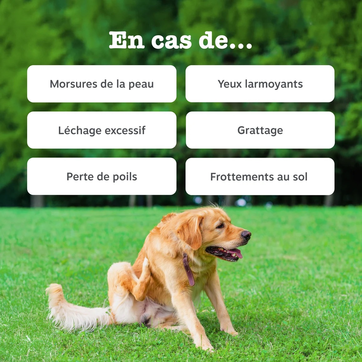 FR_90ct_AllerImmune_Dog_September2025_DTC_ProductCarousel_2