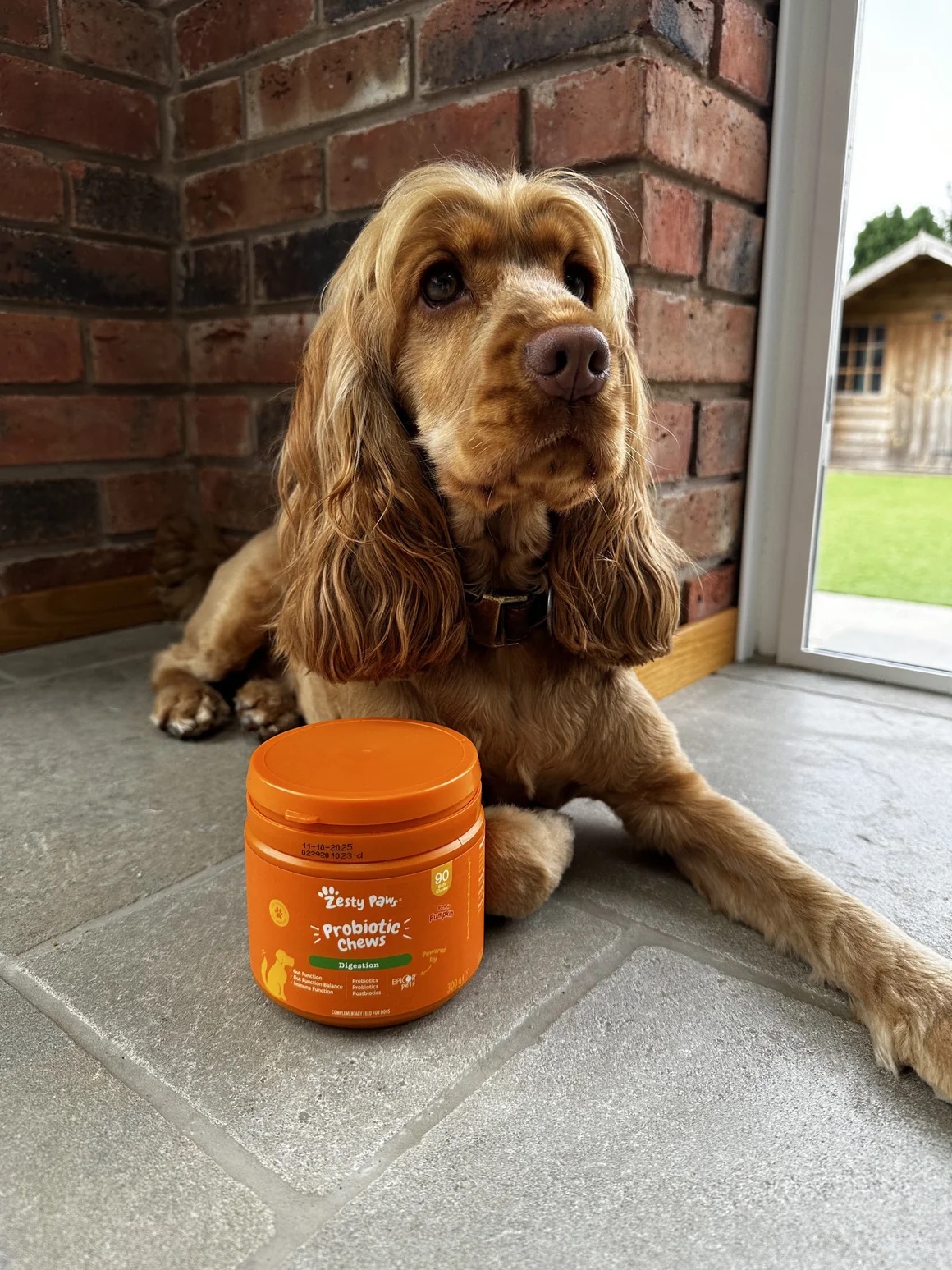 probiotic-chews-72237992771964