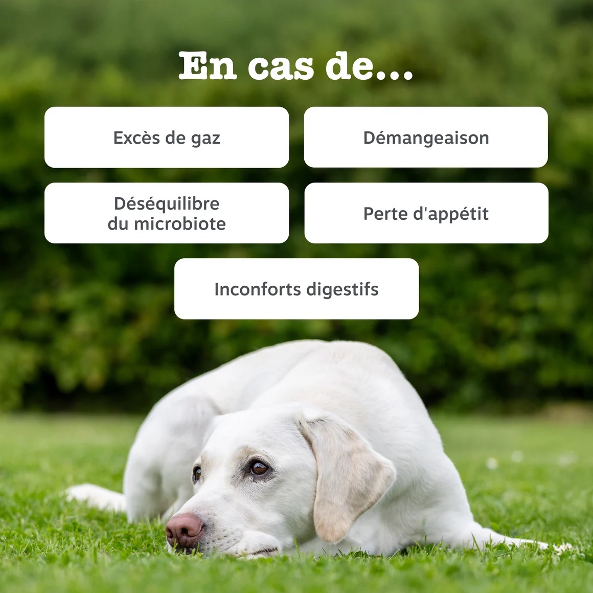 FR_90ct_Probiotic_Dog_September2025_DTC_ProductCarousel_2