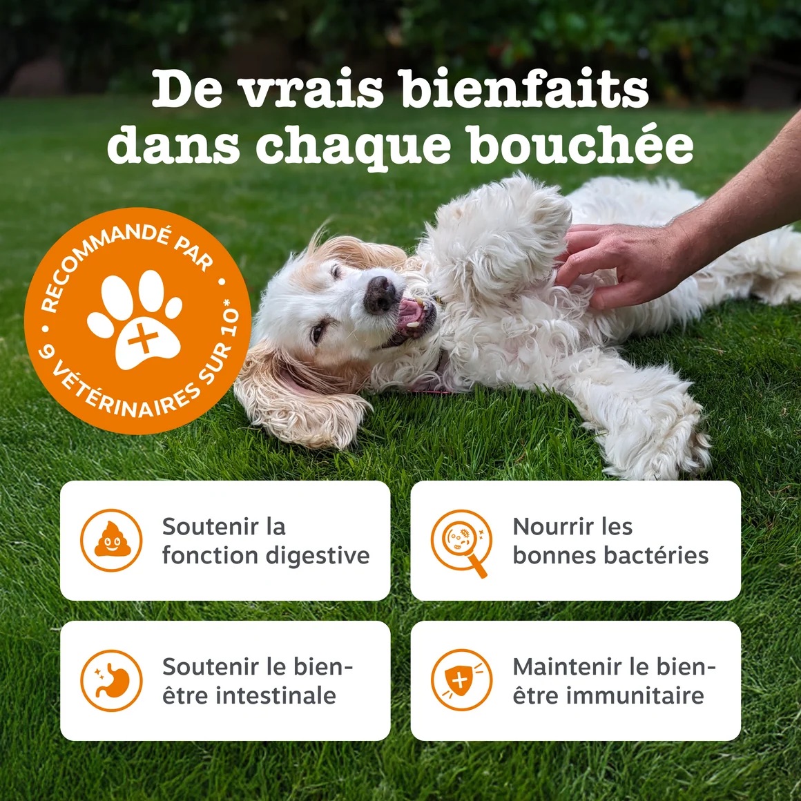 FR_90ct_Probiotic_Dog_September2025_DTC_ProductCarousel_3