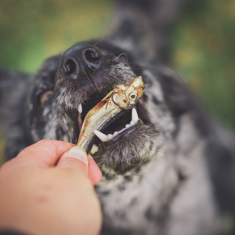 sprats-seches-friandise-pour-chiens (1)
