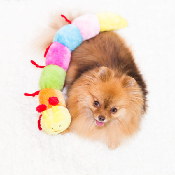 OH-LITTLE-DOG-8-copy-600x600-1