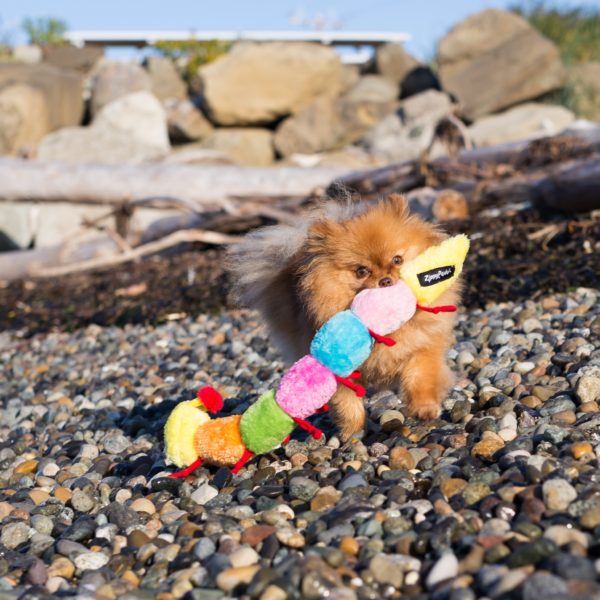 OH-LITTLE-DOG-3-copy-scaled-600x600-1