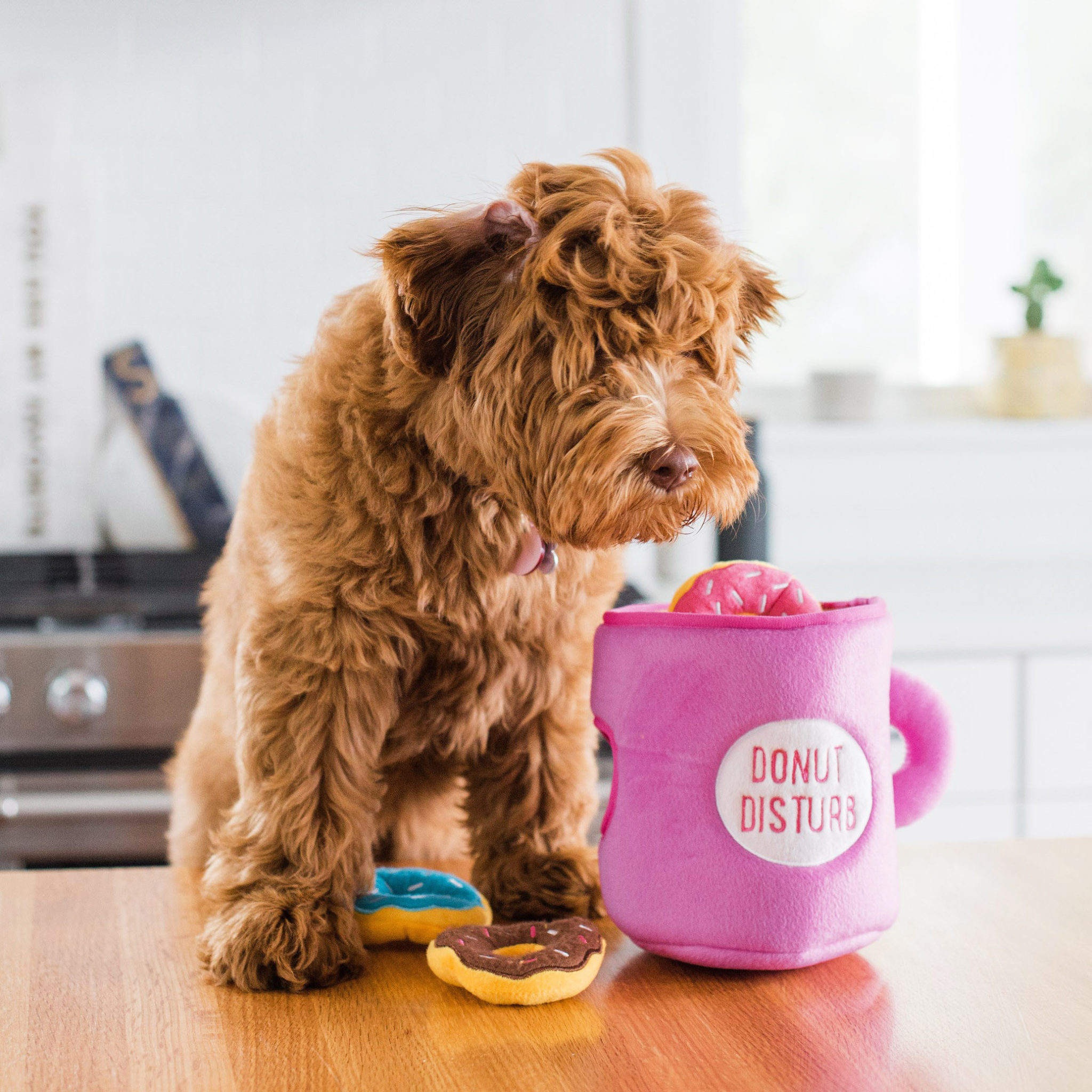 zippy-burrow-coffee-and-donuts2
