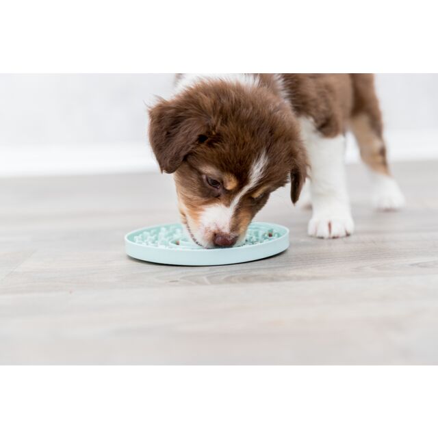 PHO_PRO_DOG_34954-2_#SALL_#AWK_#V1
