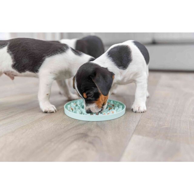 PHO_PRO_DOG_34954-5_#SALL_#AWK_#V1