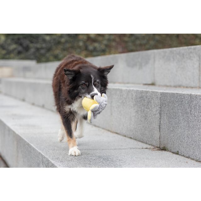 PHO_PRO_DOG_35928-8_#SALL_#AWK_#V1