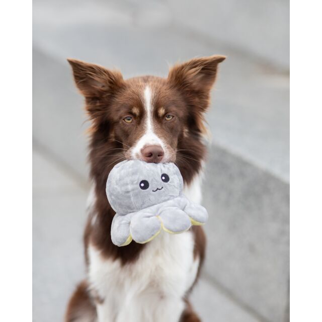PHO_PRO_DOG_35928-9_#SALL_#AWK_#V1