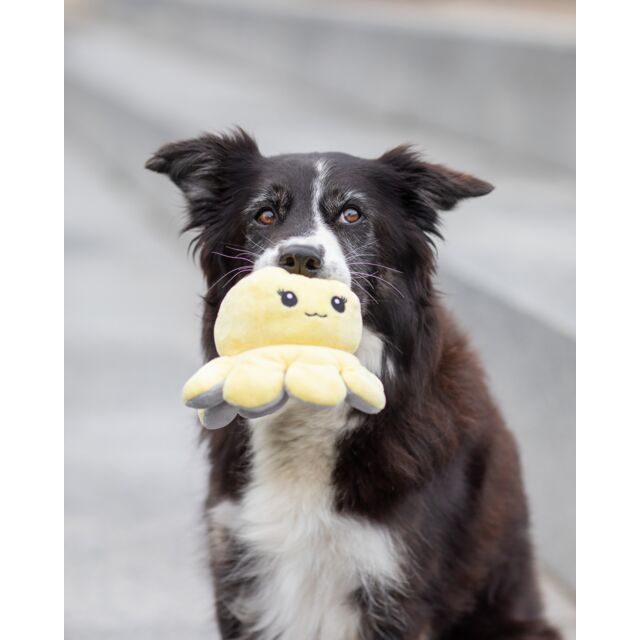 PHO_PRO_DOG_35928-10_#SALL_#AWK_#V1