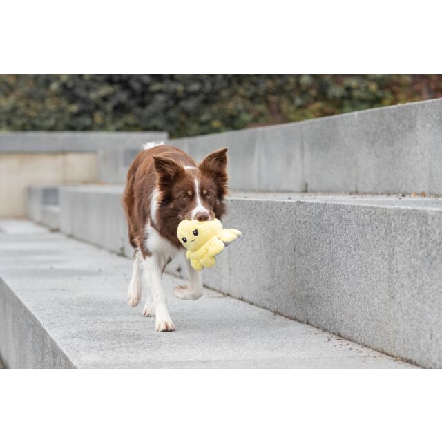 PHO_PRO_DOG_35928-12_#SALL_#AWK_#V1
