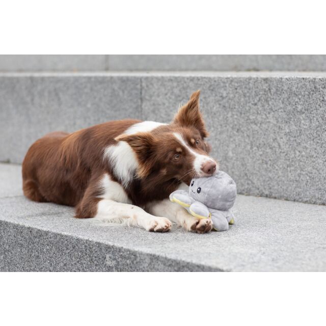 PHO_PRO_DOG_35928-11_#SALL_#AWK_#V1