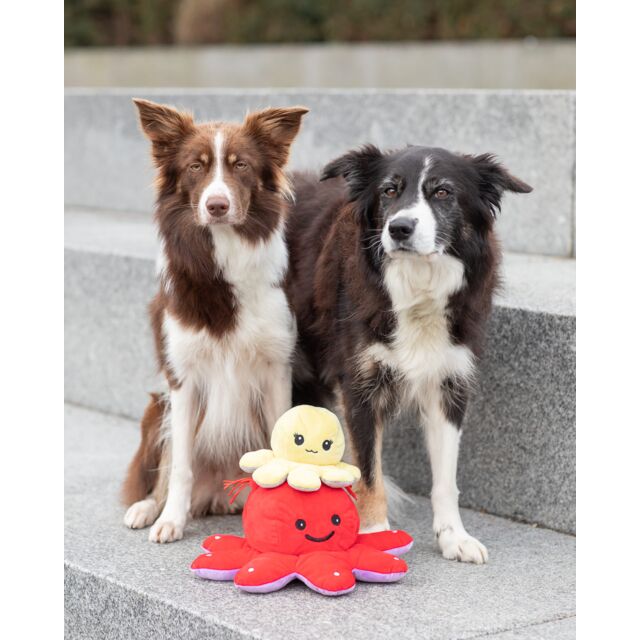 PHO_PRO_DOG_35928-35929-3_#SALL_#AWK_#V1