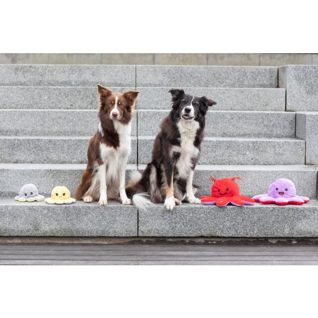 PHO_PRO_DOG_35928-35929-5_#SALL_#AWK_#V1