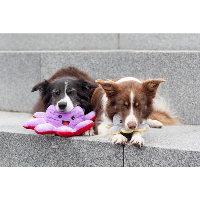 PHO_PRO_DOG_35928-35929-7_#SALL_#AWK_#V1