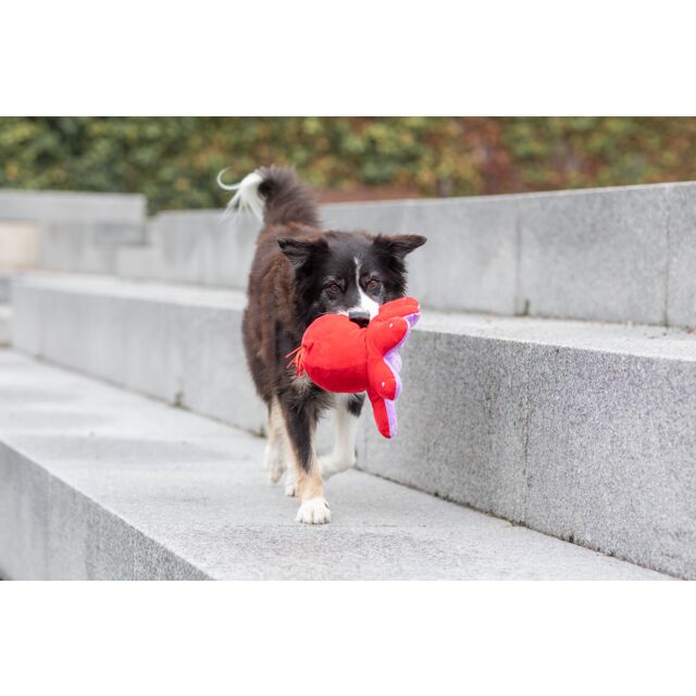 PHO_PRO_DOG_35929-8_#SALL_#AWK_#V1