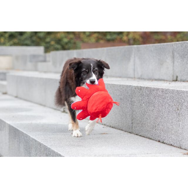 PHO_PRO_DOG_35929-9_#SALL_#AWK_#V1