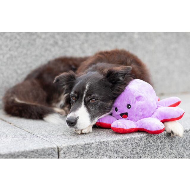 PHO_PRO_DOG_35929-6_#SALL_#AWK_#V1