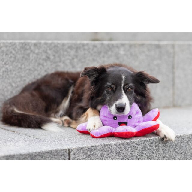 PHO_PRO_DOG_35929-7_#SALL_#AWK_#V1