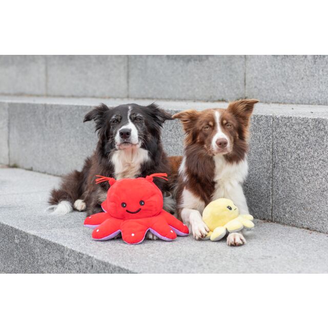 PHO_PRO_DOG_35928-35929-1_#SALL_#AWK_#V1