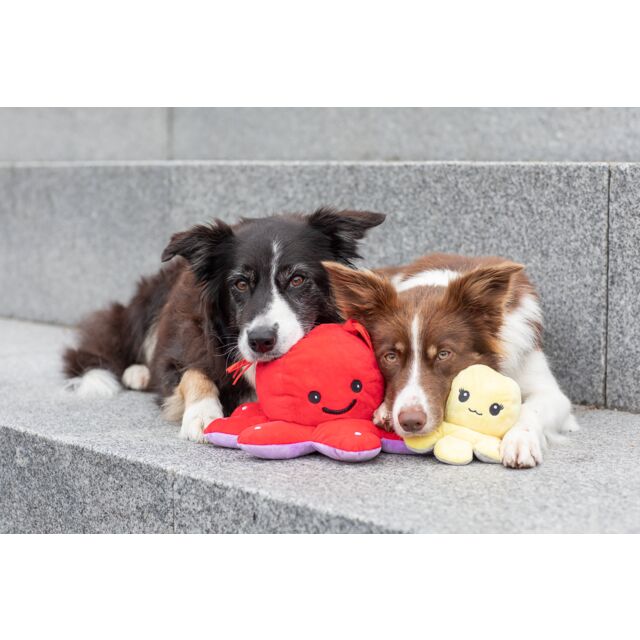 PHO_PRO_DOG_35928-35929-2_#SALL_#AWK_#V1
