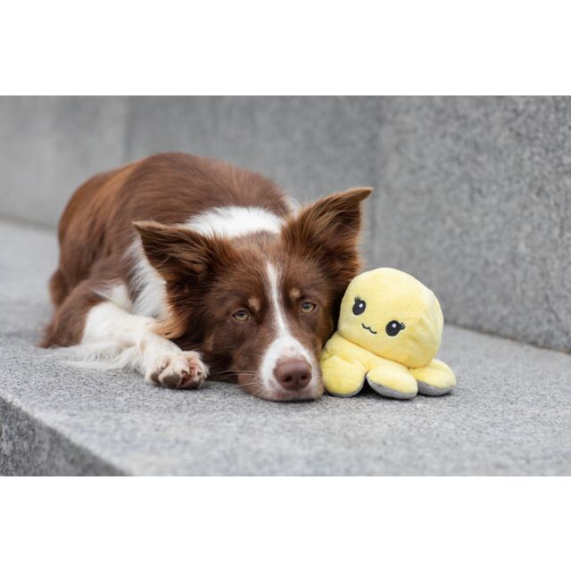 PHO_PRO_DOG_35928-13_#SALL_#AWK_#V1
