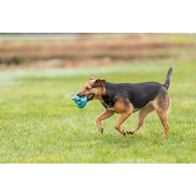 PHO_PRO_DOG_35262-2_#SALL_#AWK_#V1