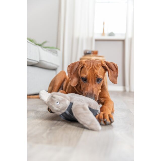 PHO_PRO_DOG_36062-1_#SALL_#AWK_#V1