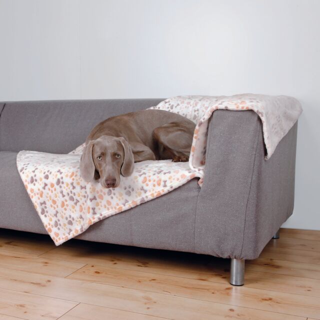 PHO_PRO_DOG_37179-1_#SALL_#AWK_#V1