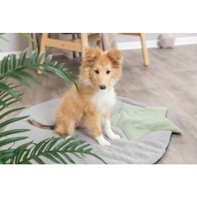 PHO_PRO_DOG_38245-2_#SALL_#AWK_#V1