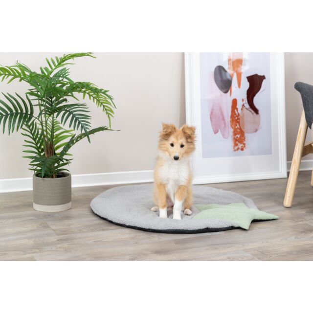 PHO_PRO_DOG_38245-1_#SALL_#AWK_#V1