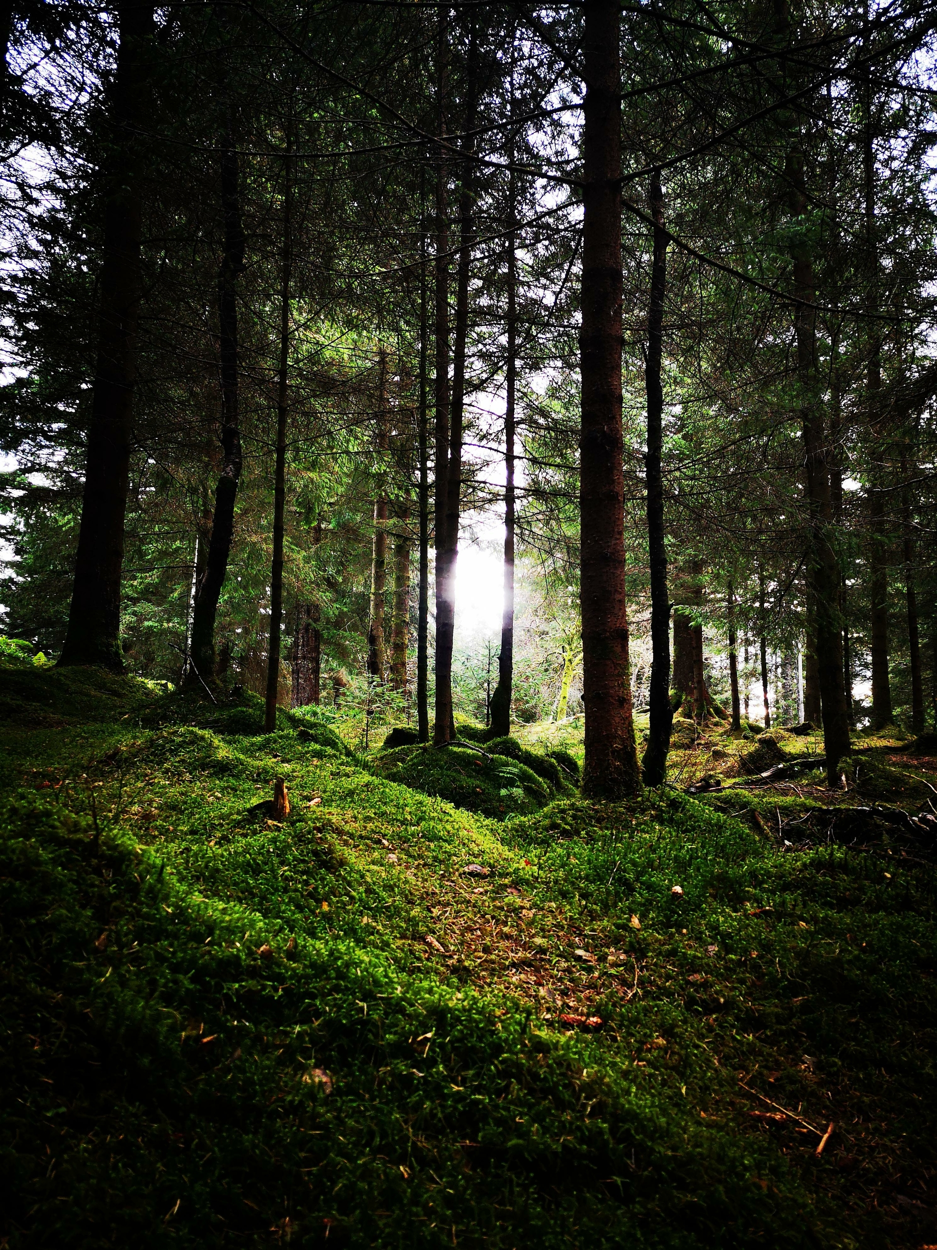 foret bergen
