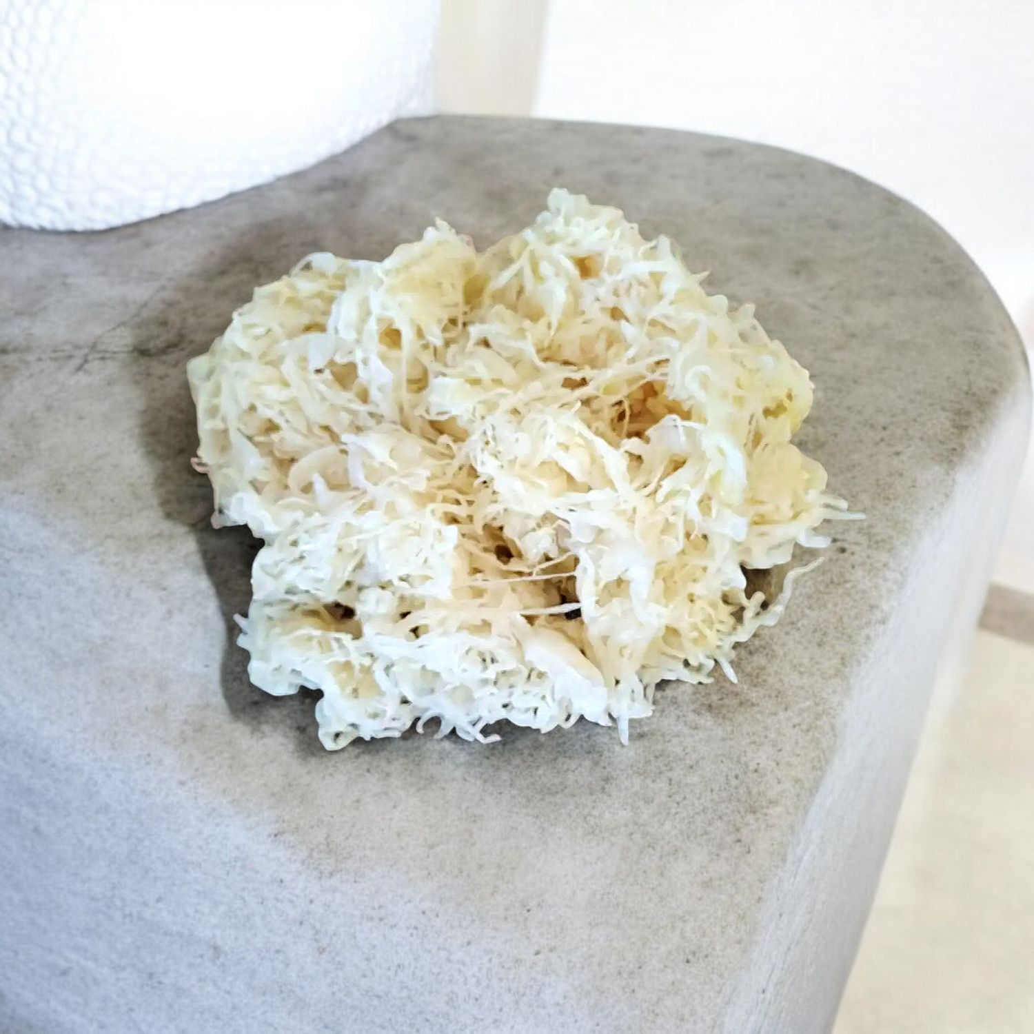 Choucroute Crue Bio 3,90€/kg - Jardins Bio en Othe