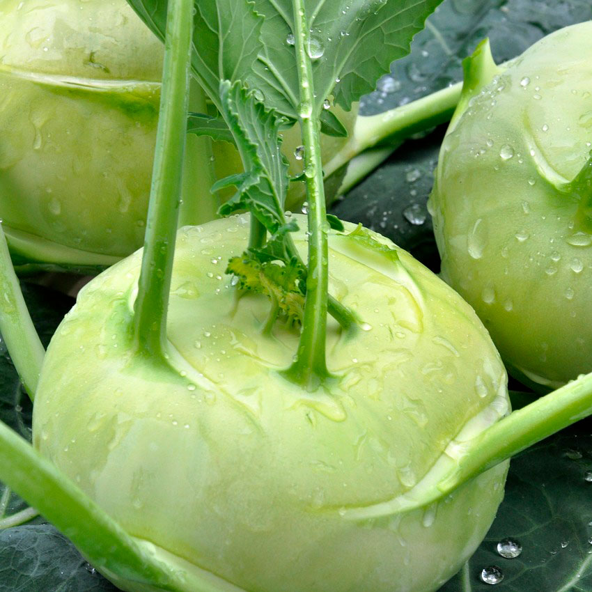 chou-rave_le-court-circuit-89