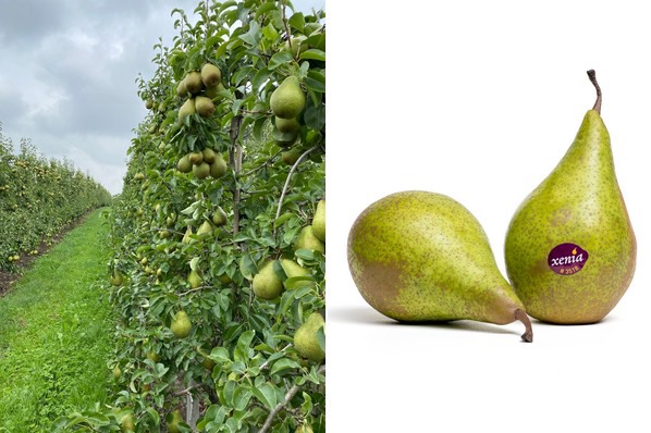 poire-xenia
