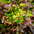 feuille-de-chene-rouge-bio_le-court-circuit-89