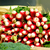 radis-roses-bio_le-court-circuit-89