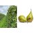 poire-xenia