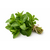 Bouquet-de-menthe-Jardins-Bio-en-othe