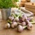ail-frais-jardins-bio-en-othe
