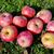 pomme