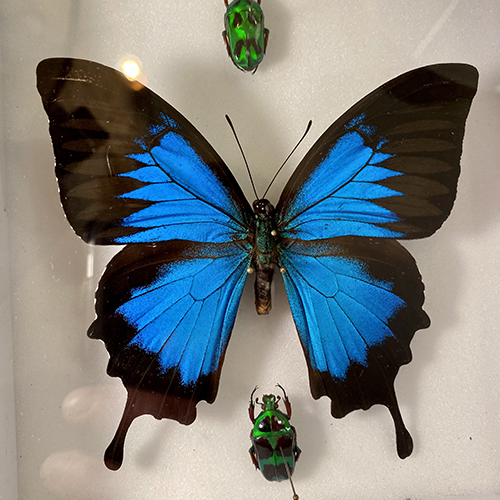 Boîte d’insectes papillons et scarabées